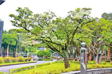 樹開花|【春天賞樹趣】一棵開花的樹